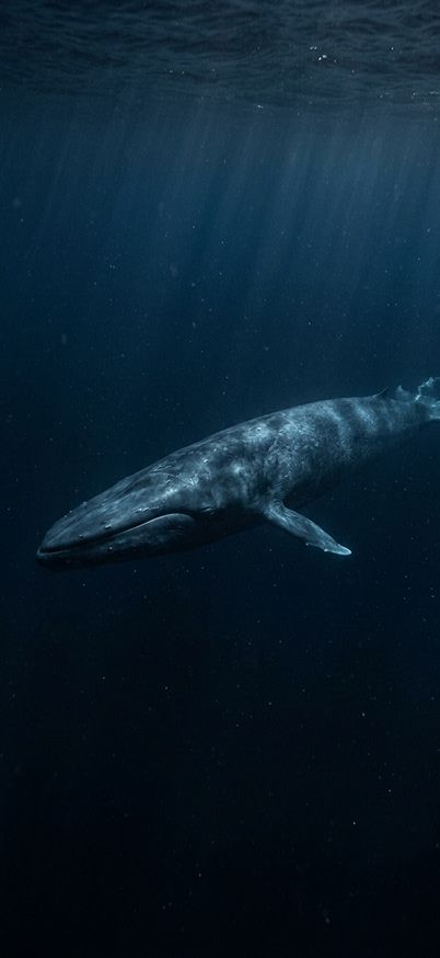 A giant whale swimming slowly in deep ocean darkness aquatic animals wallpaper