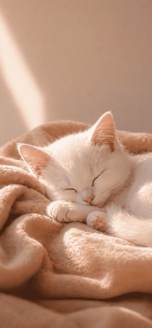 Cozy kitten nap in soft sunlight cute wallpaper