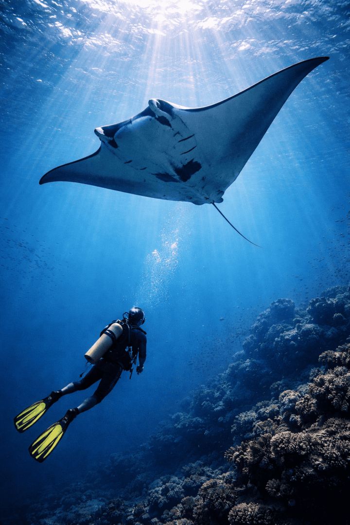 Graceful manta ray in sunlight aquatic animals wallpaper