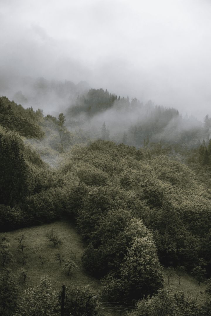 Misty hillside with apple trees nature wallpaper