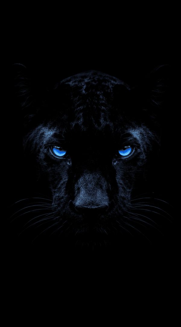 Panther in the shadow's gaze wallpaper